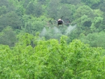 中国林科院亚林所山核桃无人机高效授粉技术取得重要进展 - 林业网
