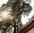 最美古树名木：大孤山元代古柏 - 林业网