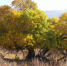 最美古树名木：甸子桑树 - 林业网