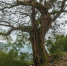 最美古树名木：神树奇观 - 林业网