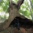 最美古树名木：一树一洞天 - 林业网