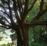 最美古树名木：吴宕苦槠 - 林业网