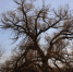 最美古树名木：胜利庙白音神树的前世今生 - 林业网