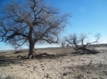 最美古树名木：乌珠穆沁草原上的沙地榆 - 林业网