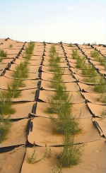 逆转！荒漠化沙化“双缩减” - 林业网