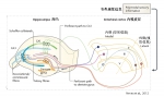 [成果]《自然 • 神经科学》发表章晓辉研究组关于海马关联学习的神经环路机制的重要发现 - 师范大学