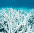 资料图：发生白化的珊瑚 - News.Cntv.Cn