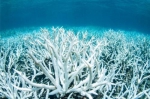 资料图：发生白化的珊瑚 - News.Cntv.Cn