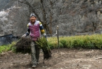 西藏昌都：育苗造林　生态脱贫 - 林业网