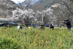西藏昌都：育苗造林　生态脱贫 - 林业网