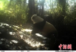 卧龙自然保护区：4月3次拍到野生大熊猫“圈地恋爱” - 林业网