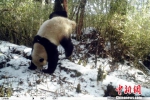 卧龙自然保护区：4月3次拍到野生大熊猫“圈地恋爱” - 林业网