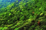 武平：深化林改促发展　提升生态惠民生 - 林业网