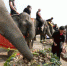 当地时间3月13日，泰国迎来大象日，众多大象在大城府享受水果蔬菜大餐。 - News.Cntv.Cn