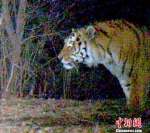 东北虎等濒危物种“集中亮相”黑龙江森工林区 - 林业网