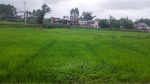 重庆探索水稻机械化直播技术 - 农业机械化信息网