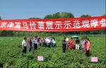 京津翼马铃薯展示示范观摩会 - 农业局