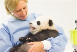 全世界都爱大熊猫 - 林业网
