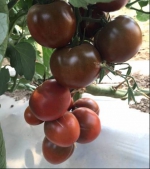 2017年番茄品种展示会 - 农业局