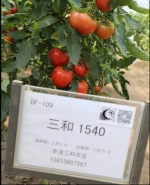 2017年番茄品种展示会 - 农业局