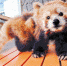 日本最高龄小猫熊“过寿” 相当人类年龄100多岁 - News.Cntv.Cn
