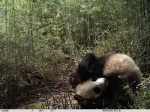 老河沟的变化：保护大熊猫的生态扶贫试验 - 林业网