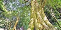 福建林改让“不砍树，也致富”变为现实 - 林业网