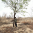 甘肃农民植树防沙18年　儿子病逝埋在沙漠里 - 林业网
