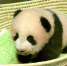 当地时间2017年9月25日，日本东京，东京上野动物园出生的熊猫宝宝名字为“香香”。据报道，动物园在7月28日至8月10日期间为熊猫宝宝举行了征名活动，为熊猫宝宝征集到32.2万个名字。今早8点，日方选考委员会经过与中方协商，最终决定使用“香香”这个名字。 - News.Cntv.Cn