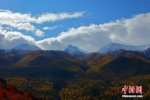 新疆哈巴河县：金秋树木、雪山交相辉映美如画 - 林业网