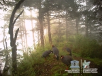 白水江保护区红外相机捕捉到的珍贵动物影像 - 林业网