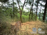 白水江保护区红外相机捕捉到的珍贵动物影像 - 林业网