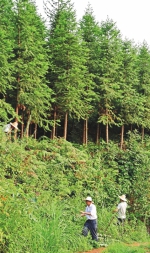 在神州大地书写绿色诗篇 - 林业网