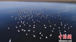 吉林湿地迎数百只东方白鹳　珍稀堪比大熊猫 - 林业网