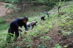 陕西林业为脱贫立下“四梁八柱” - 林业网