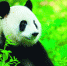 大熊猫国家公园体制试点区掠影 - 林业网