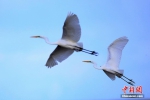 候鸟迁徙高峰期　十万多只候鸟云集青海湖 - 林业网