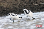 候鸟迁徙高峰期　十万多只候鸟云集青海湖 - 林业网