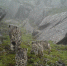 四川首次拍到四只雪豹同框画面　三只小的约3个月 - 林业网