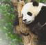 世界那么大，大熊猫宝宝也去看看 - 林业网