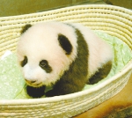 世界那么大，大熊猫宝宝也去看看 - 林业网