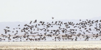 大批鸟类栖息巴里坤湿地 - 林业网