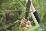 一根竹子“编”出一个产业 - 林业网