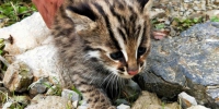 珍稀动物豹猫现身湖北后河国家级自然保护区 - 林业网