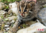 珍稀动物豹猫现身湖北后河国家级自然保护区 - 林业网