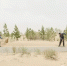 图片故事：“死亡沙丘”里的绿色长城 - 林业网