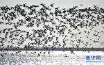 天津北大港湿地迎来大批迁徙候鸟 - 林业网