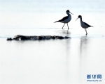 天津北大港湿地迎来大批迁徙候鸟 - 林业网