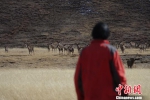 西藏昌都野生马鹿数量十余年间增长60% - 林业网