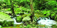 走进秦岭国家植物园，探寻绿色中国之根 - 林业网